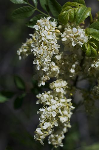 fraxinus dipetala